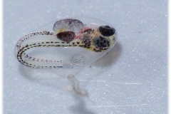 Tateurndina ocellicauda