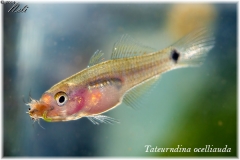 Tateurndina ocellicauda