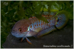 Tateurndina ocellicauda