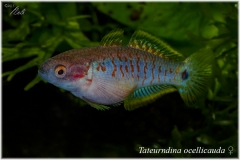 Tateurndina ocellicauda