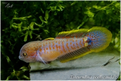 Tateurndina ocellicauda