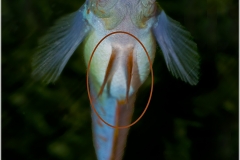 Tateurndina ocellicauda