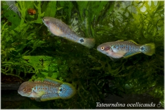 Tateurndina ocellicauda