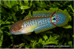 Tateurndina ocellicauda