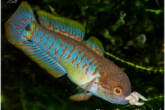 Tateurndina ocellicauda