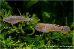 Tateurndina ocellicauda