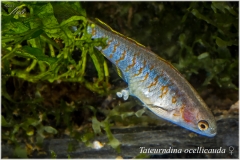 Tateurndina ocellicauda