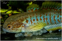 Tateurndina ocellicauda