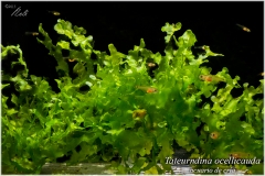 Tateurndina ocellicauda