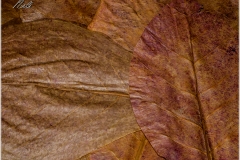 Terminalia catappa