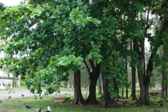 Terminalia catappa