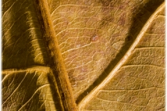 terminalia catappa