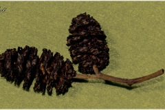 terminalia catappa