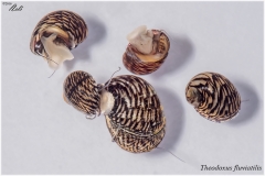 Theodoxus fluviatilis
