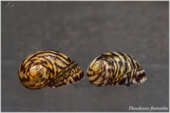 Theodoxus fluviatilis
