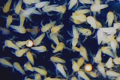 artemia