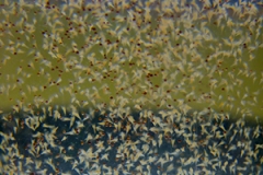artemia2