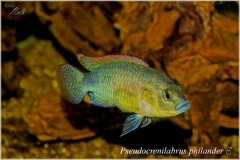 Pseudocrenilabrus philander