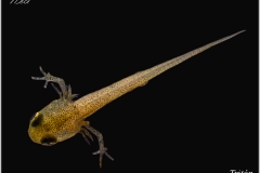 Larva de tritón