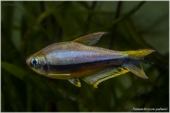 Tetra emperador