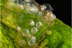 Asolene spixi