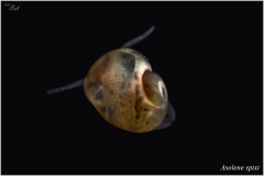 Asolene spixi