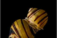 Asolene spixi