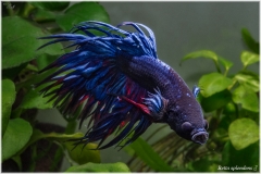 betta-09-06