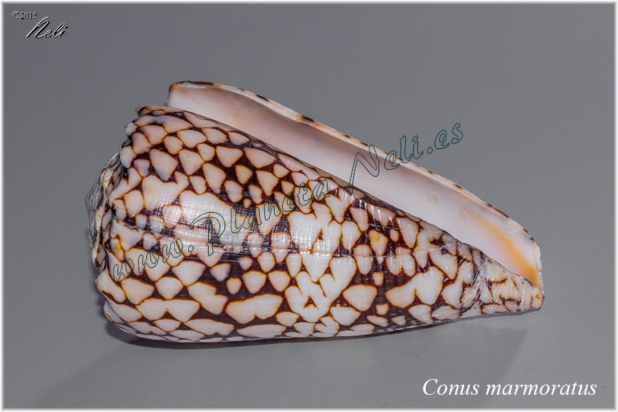 Conus marmoratus