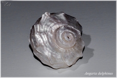 Angaria delphinus