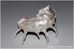 Angaria melanacantha