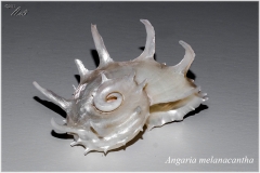 Angaria melanacantha