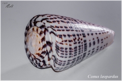 Conus leopardus