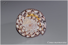 Conus marmoratus