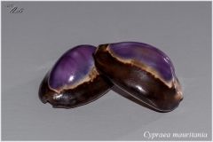 Cypraea mauritania