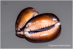 Cypraea mauritania