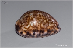 Cypraea tigris