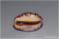 Cypraea tigris