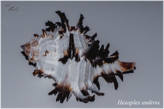 Hexaplex endivia