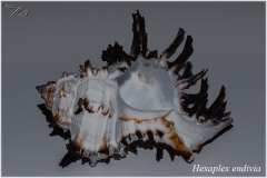 Hexaplex endivia