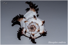 Hexaplex endivia