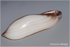 Lutraria oblonga