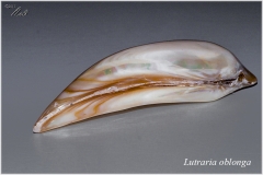 Lutraria oblonga