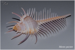 Murex pecten
