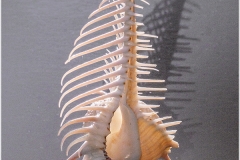 Murex pecten