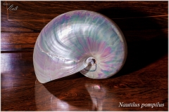 Nautilus pompilus