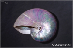 Nautilus pompilus