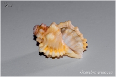 Ocerebra erinacea