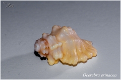 Ocerebra erinacea