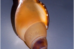 Tibia insulaechorab